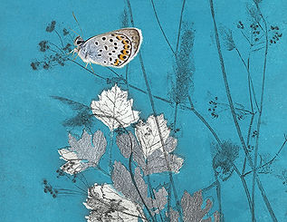 Butterfly Blue JPEG .jpg