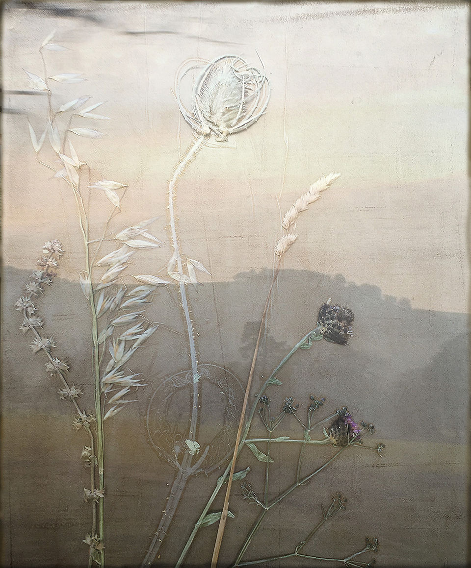 chanctonbury grasses