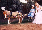 Mini Horse and Cart rides.