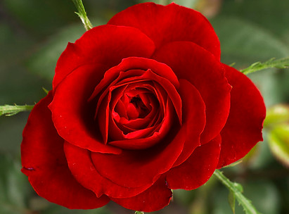 rose.jpeg