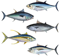 tuna.png