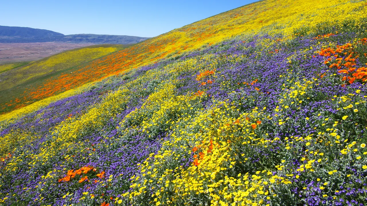 flowers.webp
