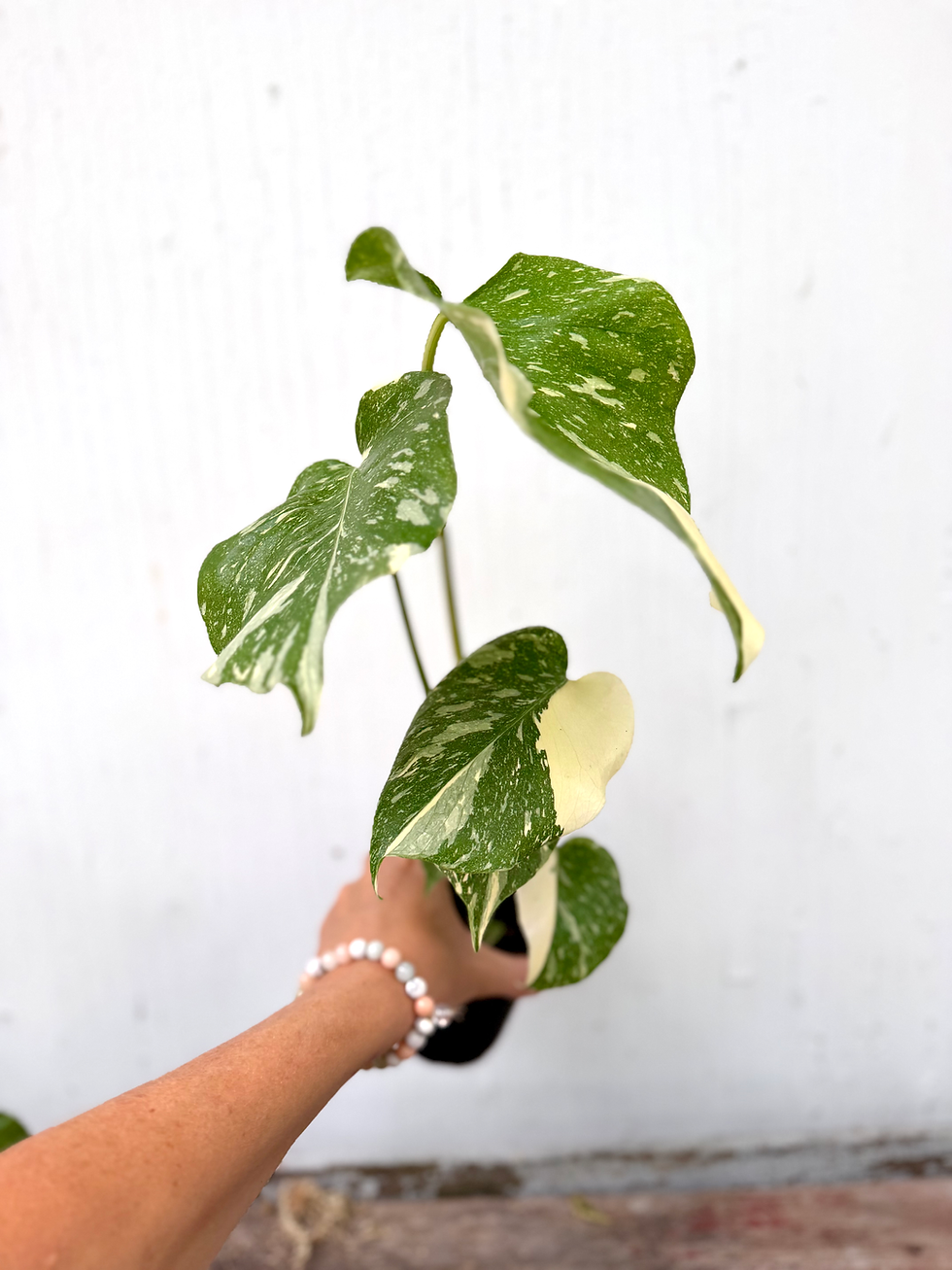 Thumbnail: Monstera Thai Constellation - 4in