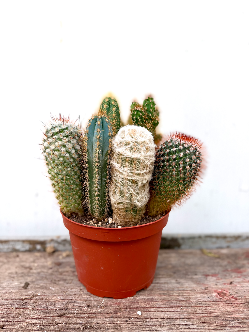 Thumbnail: Cactus Medley - 6in