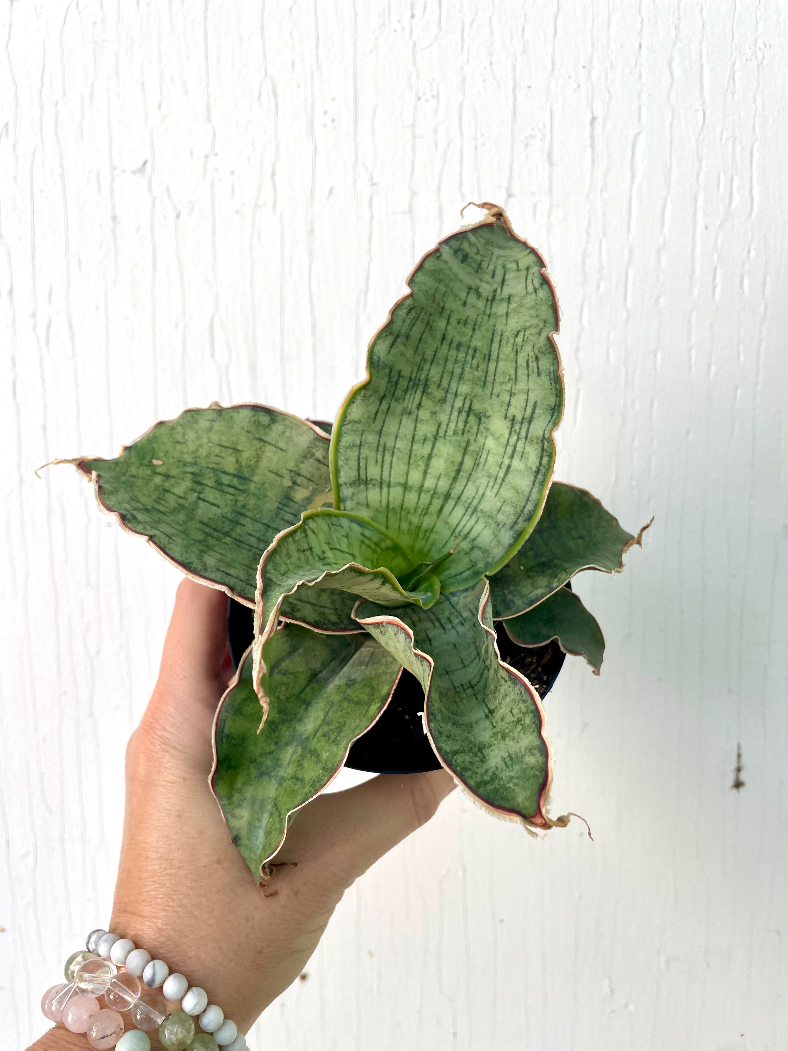 Sansevieria Kirkii Silver - 4in