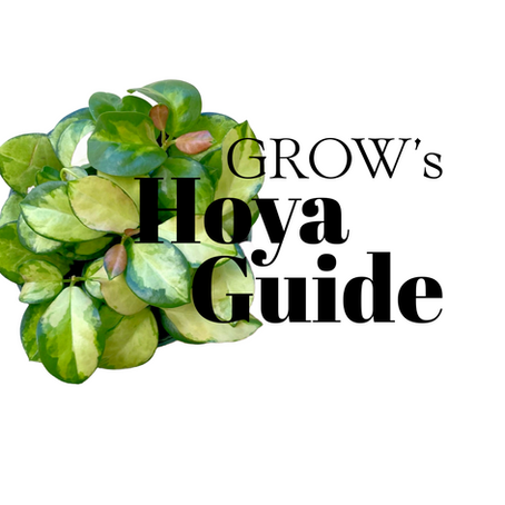 The Hoya Handbook: A Beginner's Guide to Green Thumb Success