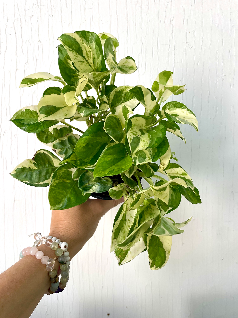GROW Gifts: Pearls and Jade Pothos - 4 inch