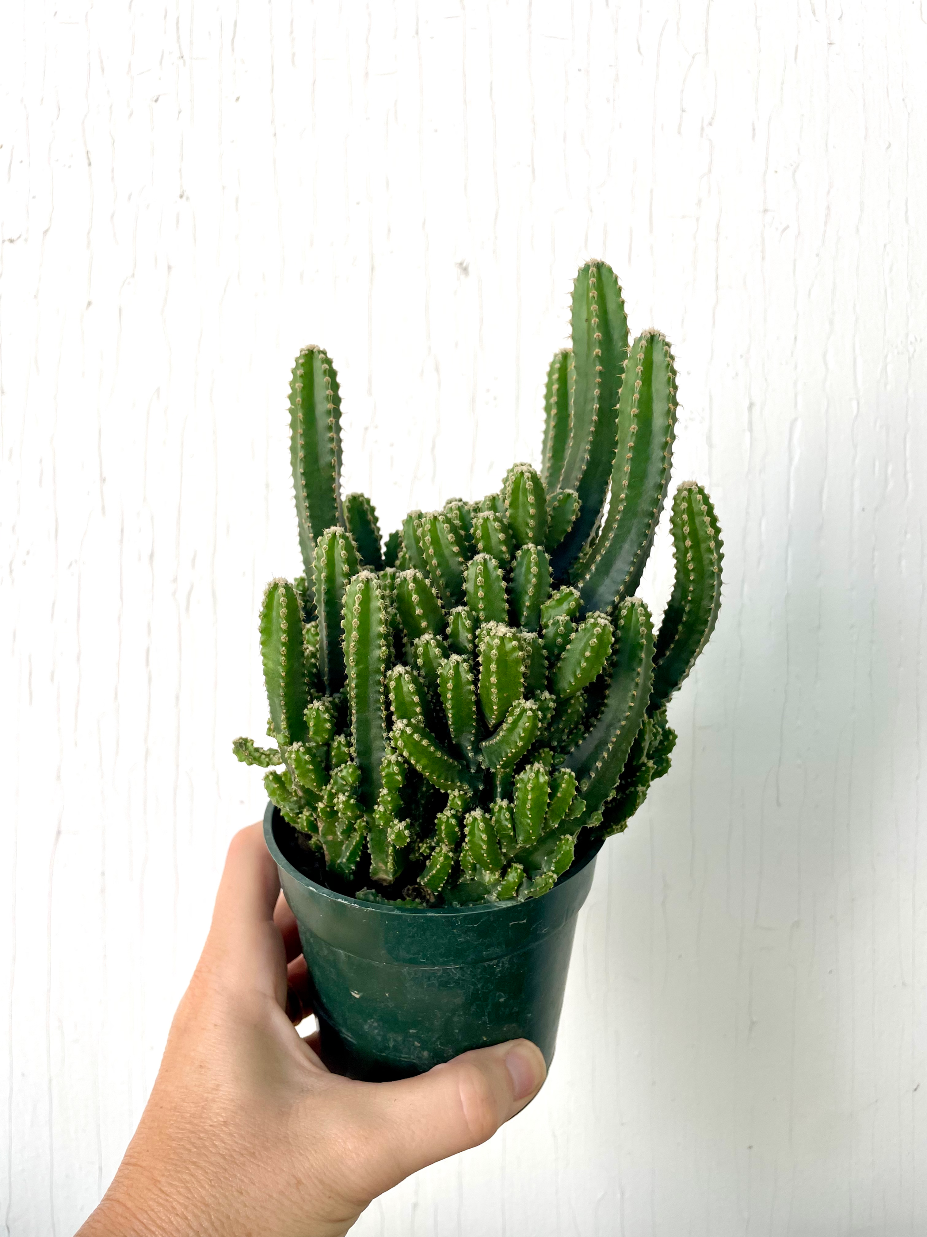 GROW Gifts: Fairy Castle Cactus - 4 inch