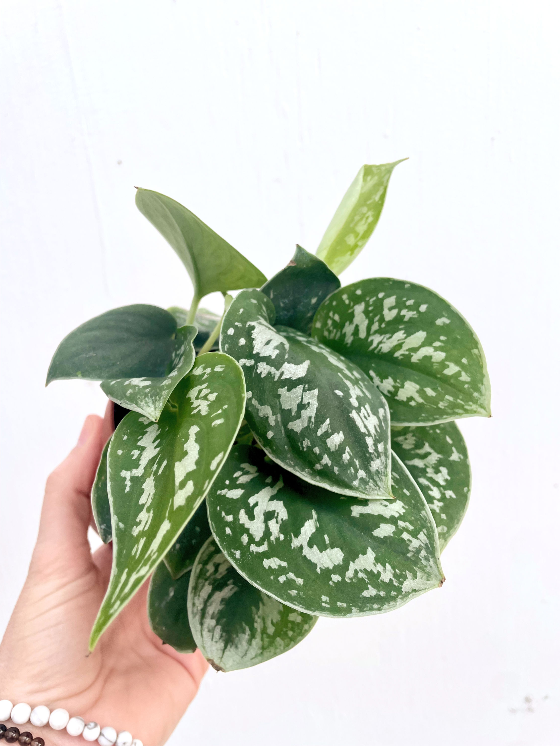 Scindapsus Pictus 4in