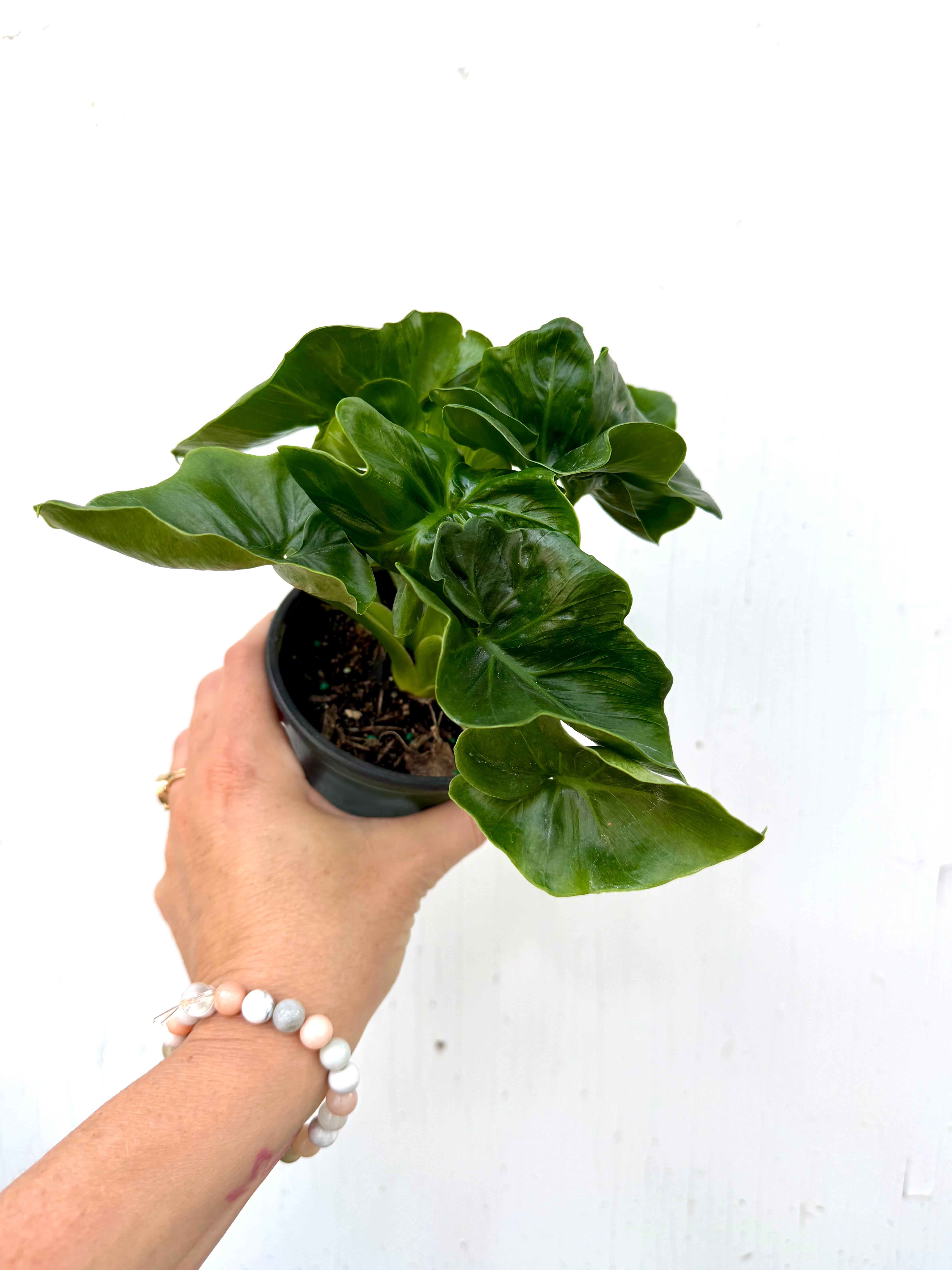 Philodendron Atom - 4in