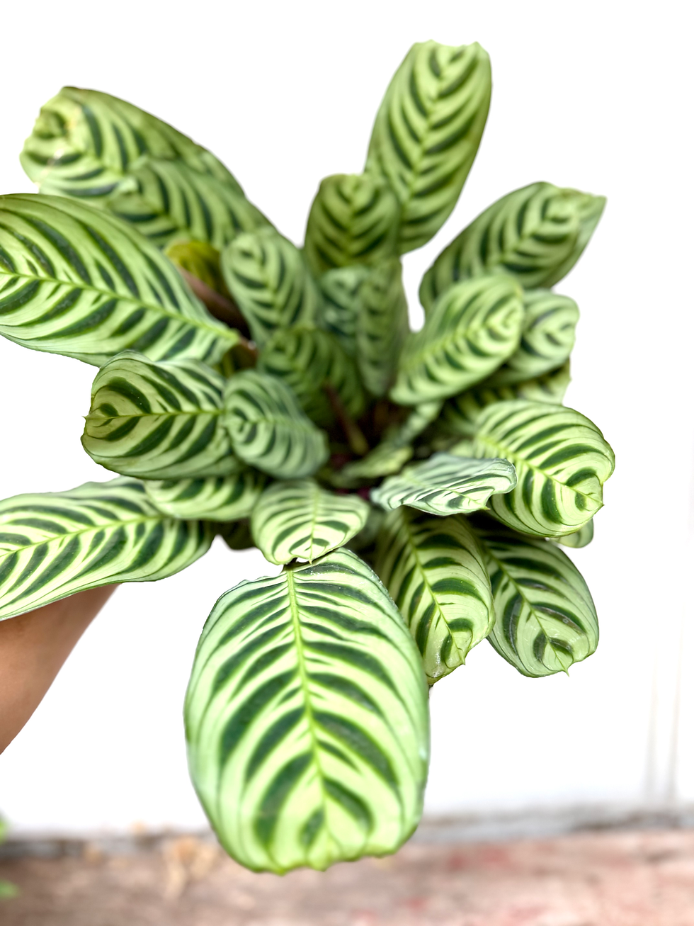 Thumbnail: Calathea Burle Marx - 6in