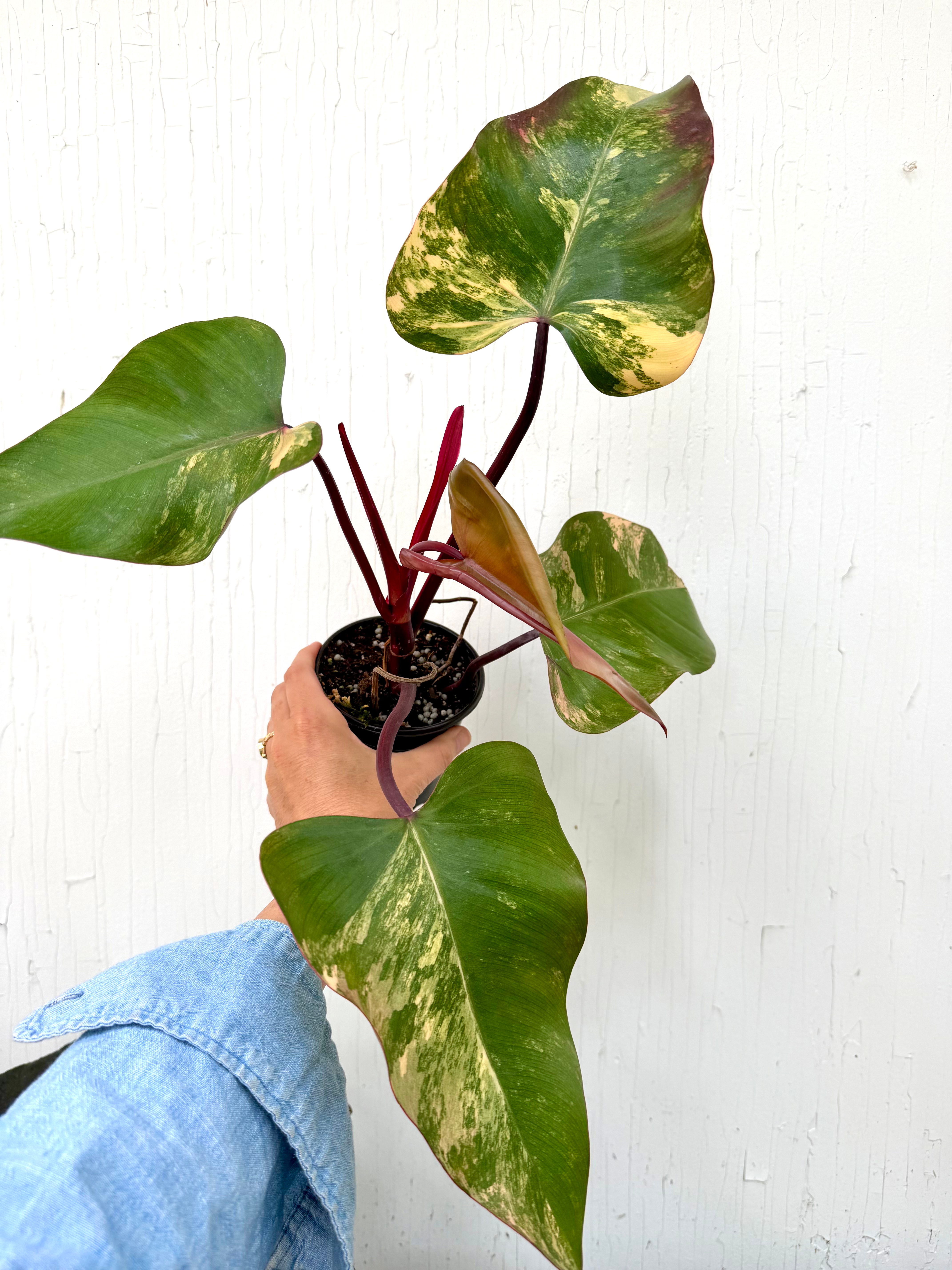 Philodendron Strawberry Shake 4in