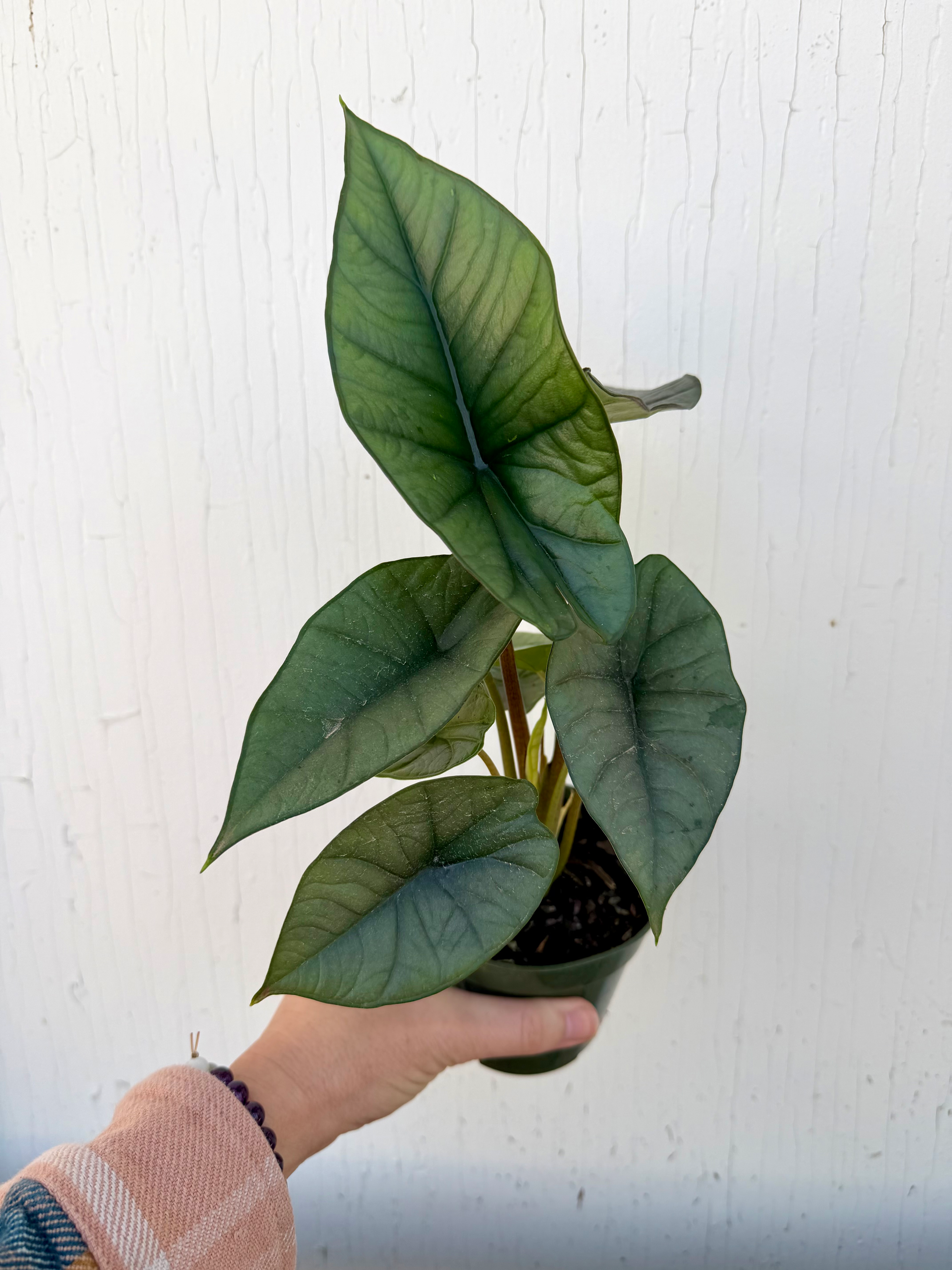 Alocasia Platinum - 4in