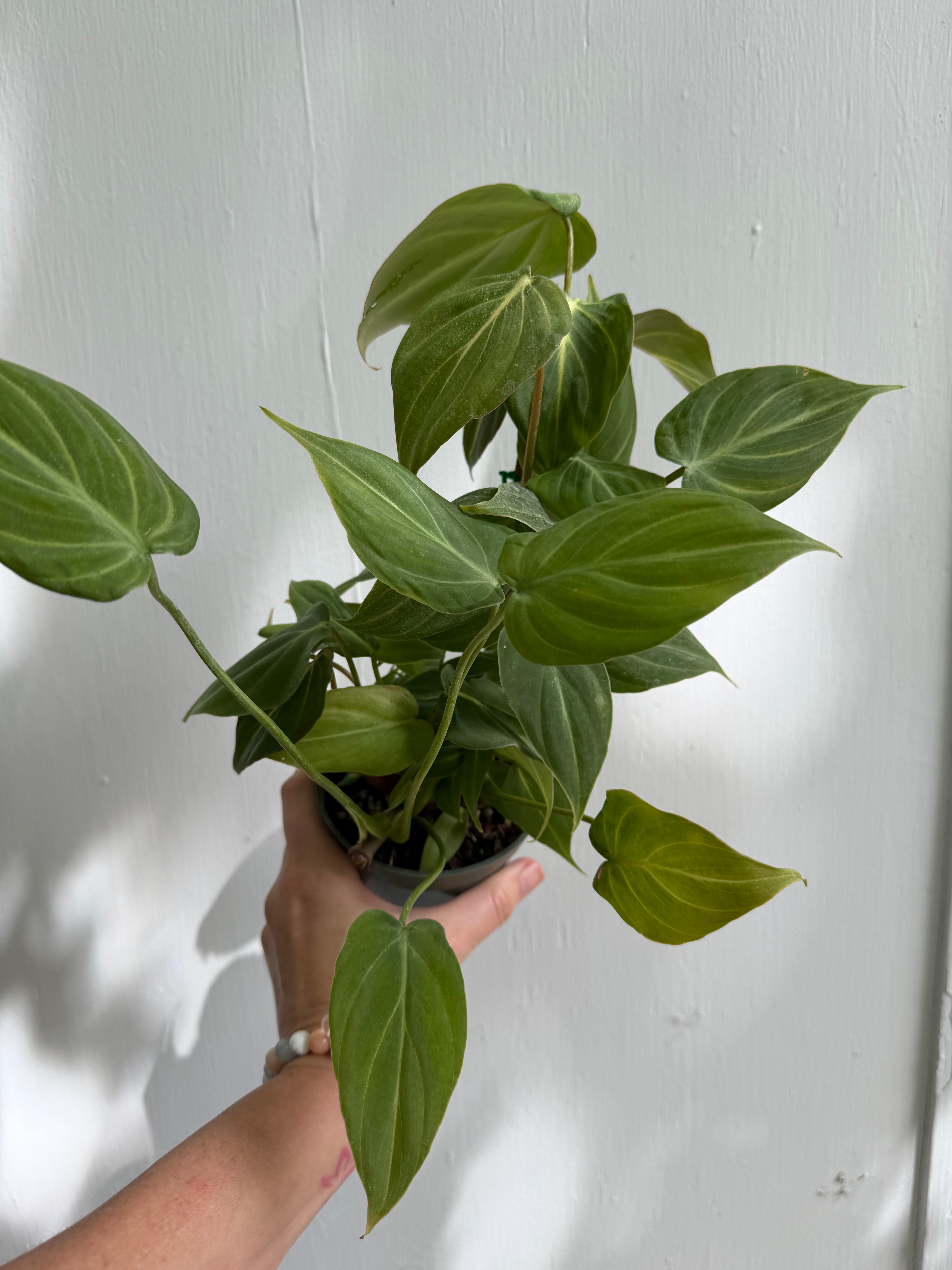 Phildoendron Gloriousum 4in