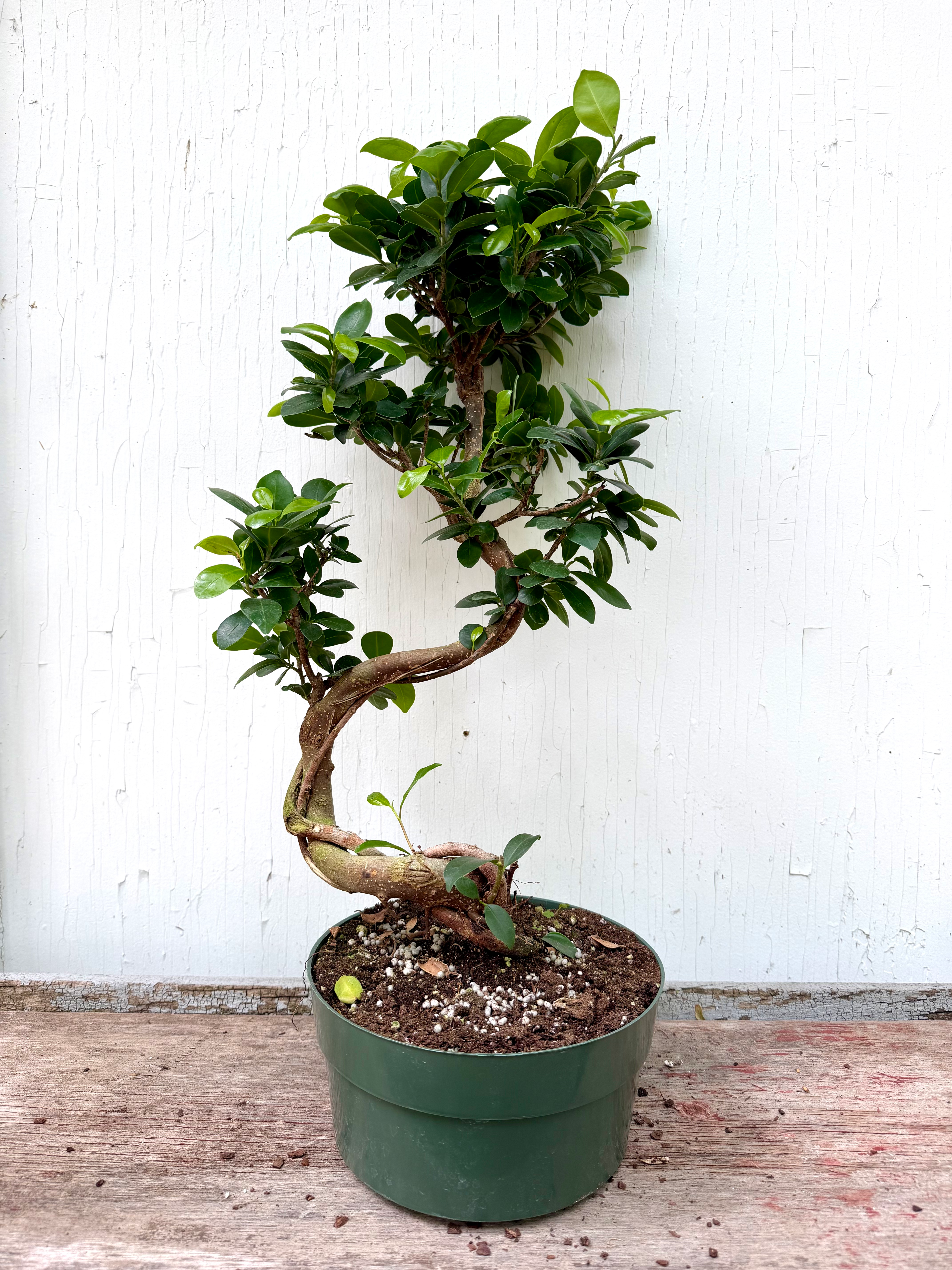 Ficus Gensing Bonsai - 8in