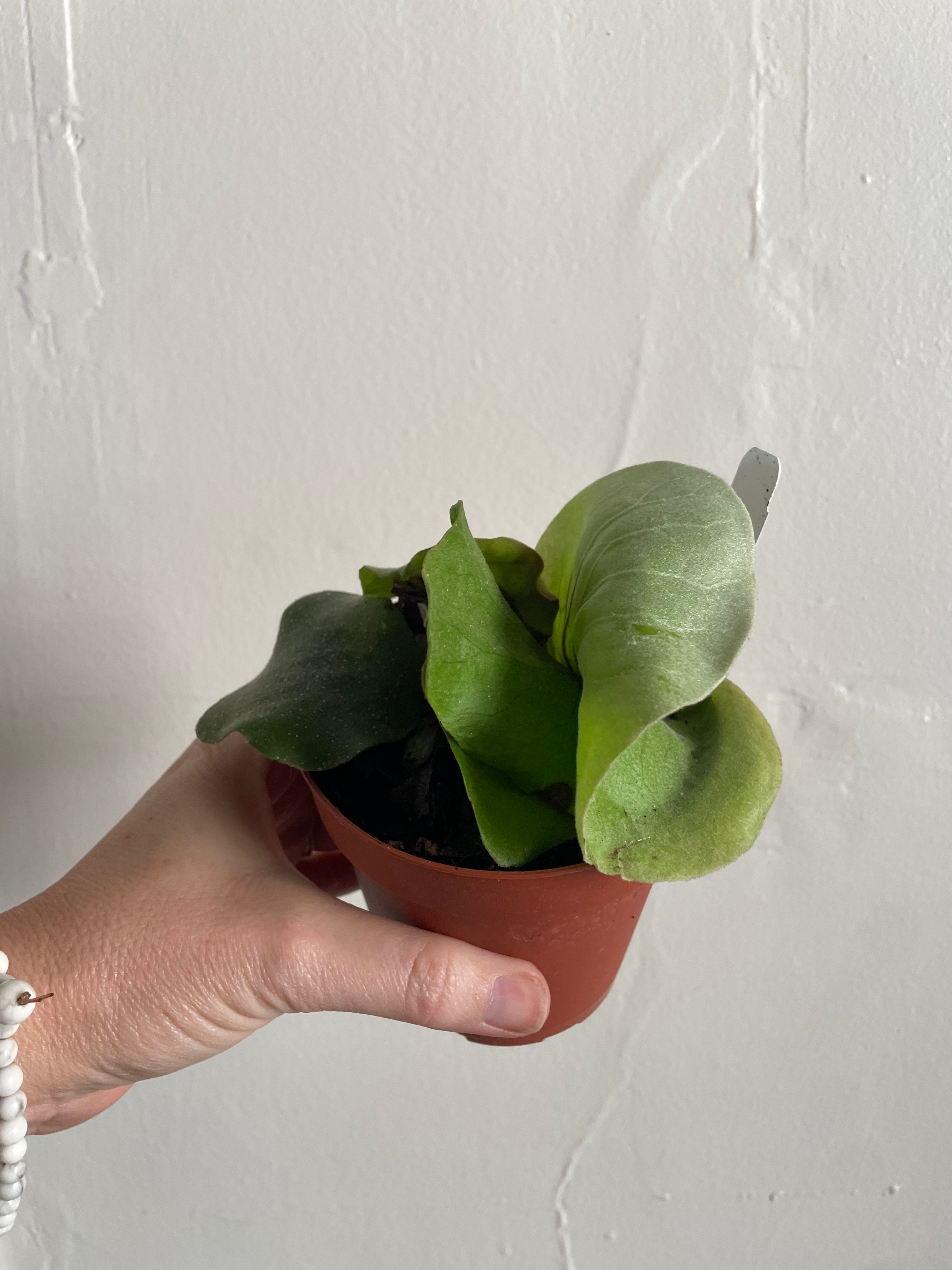Staghorn Fern - Elephat Ear - 4in