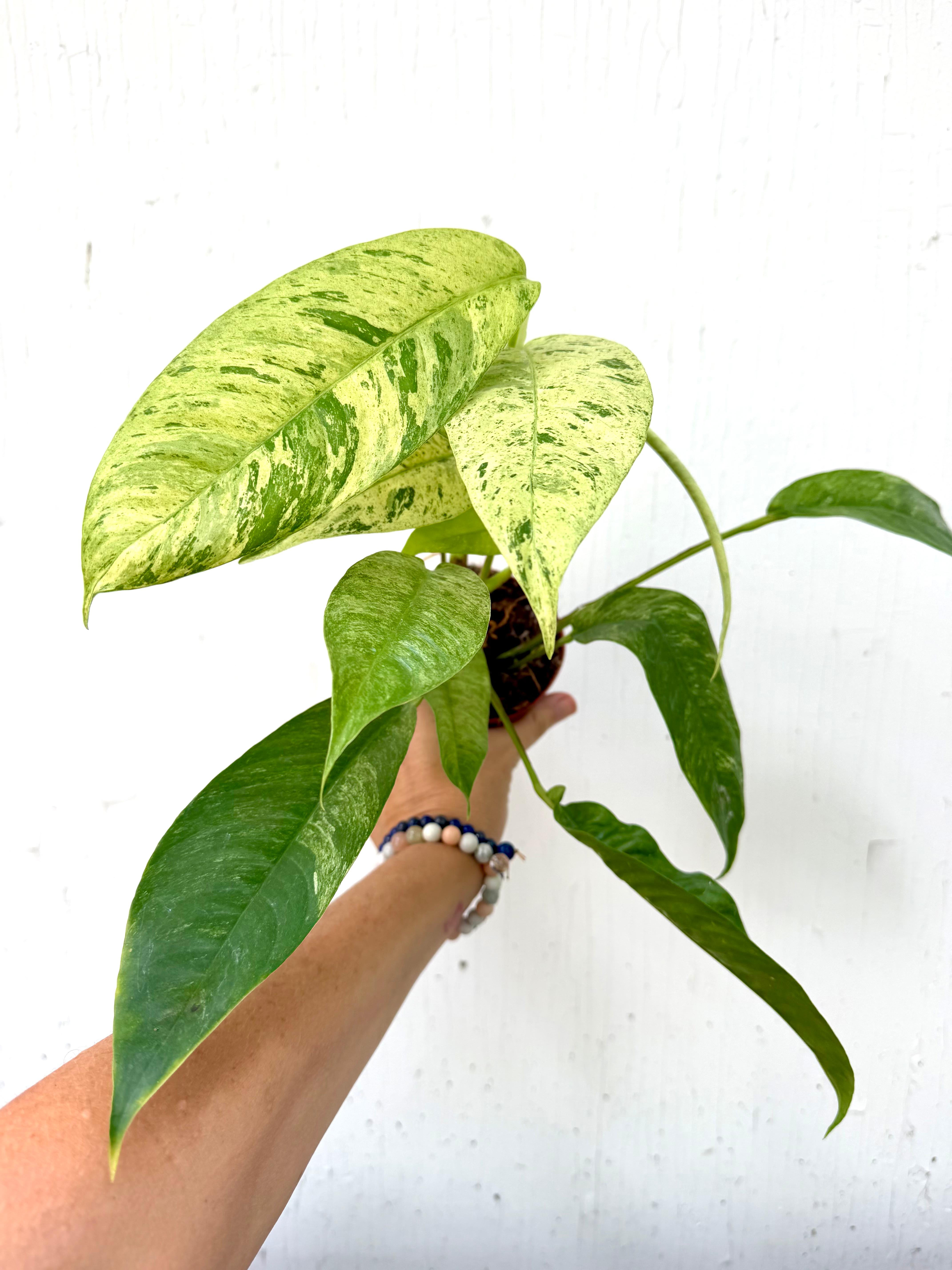 Rhaphidophora Gorillan Variegated - 4in