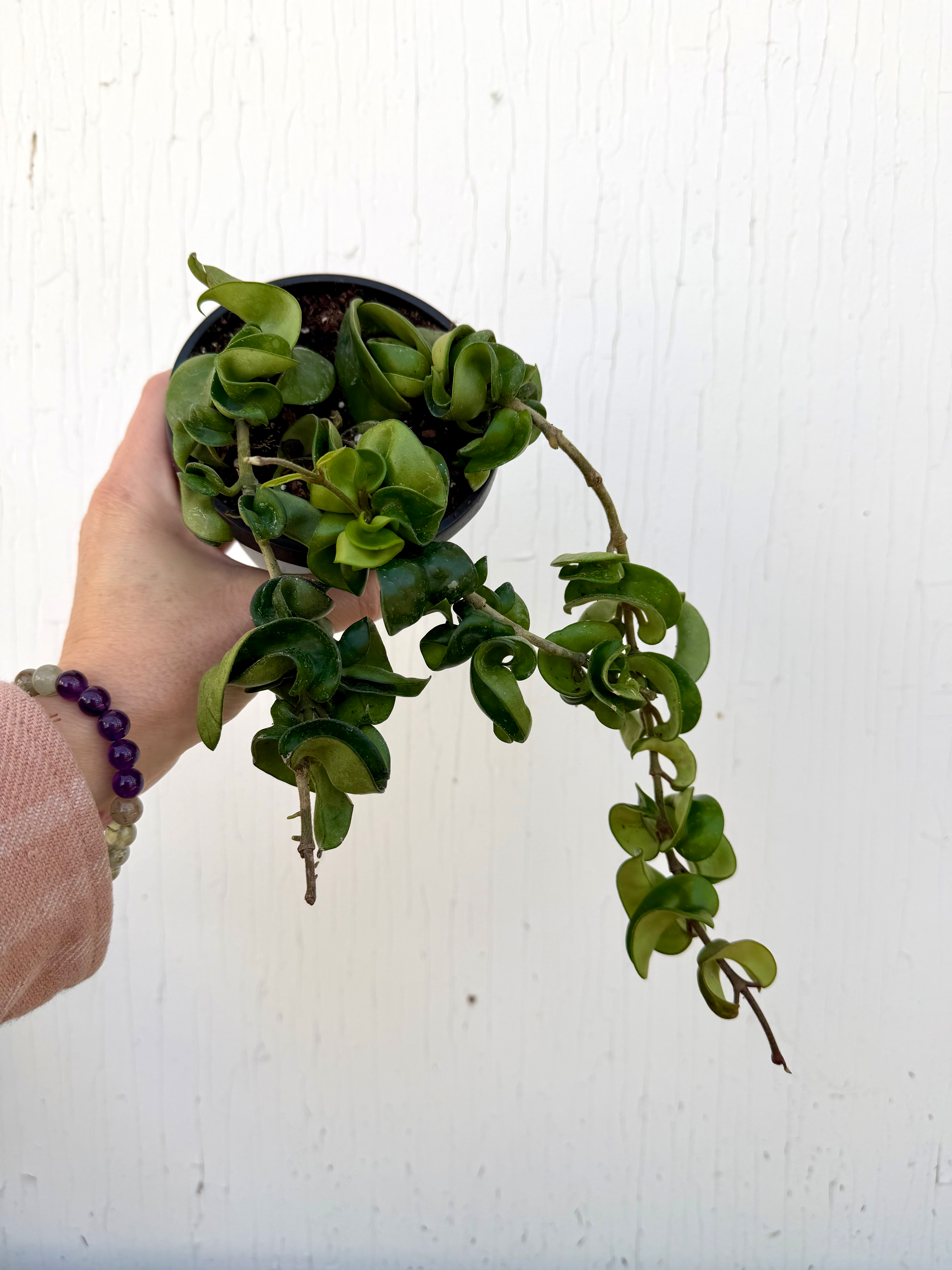 Hoya Carnosa Compacta - 4in