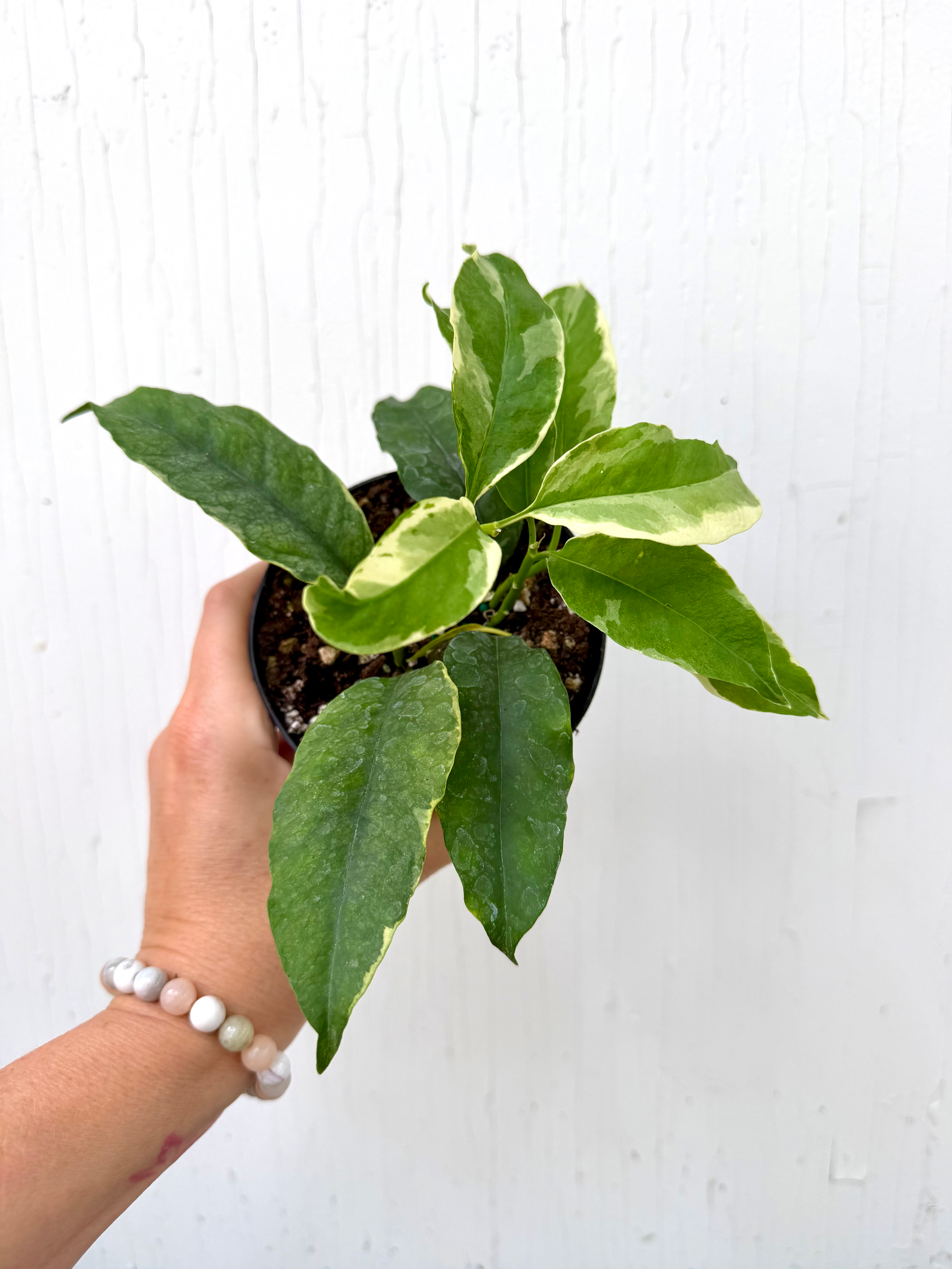 Hoya Multi Flora Shooting Star - 4in