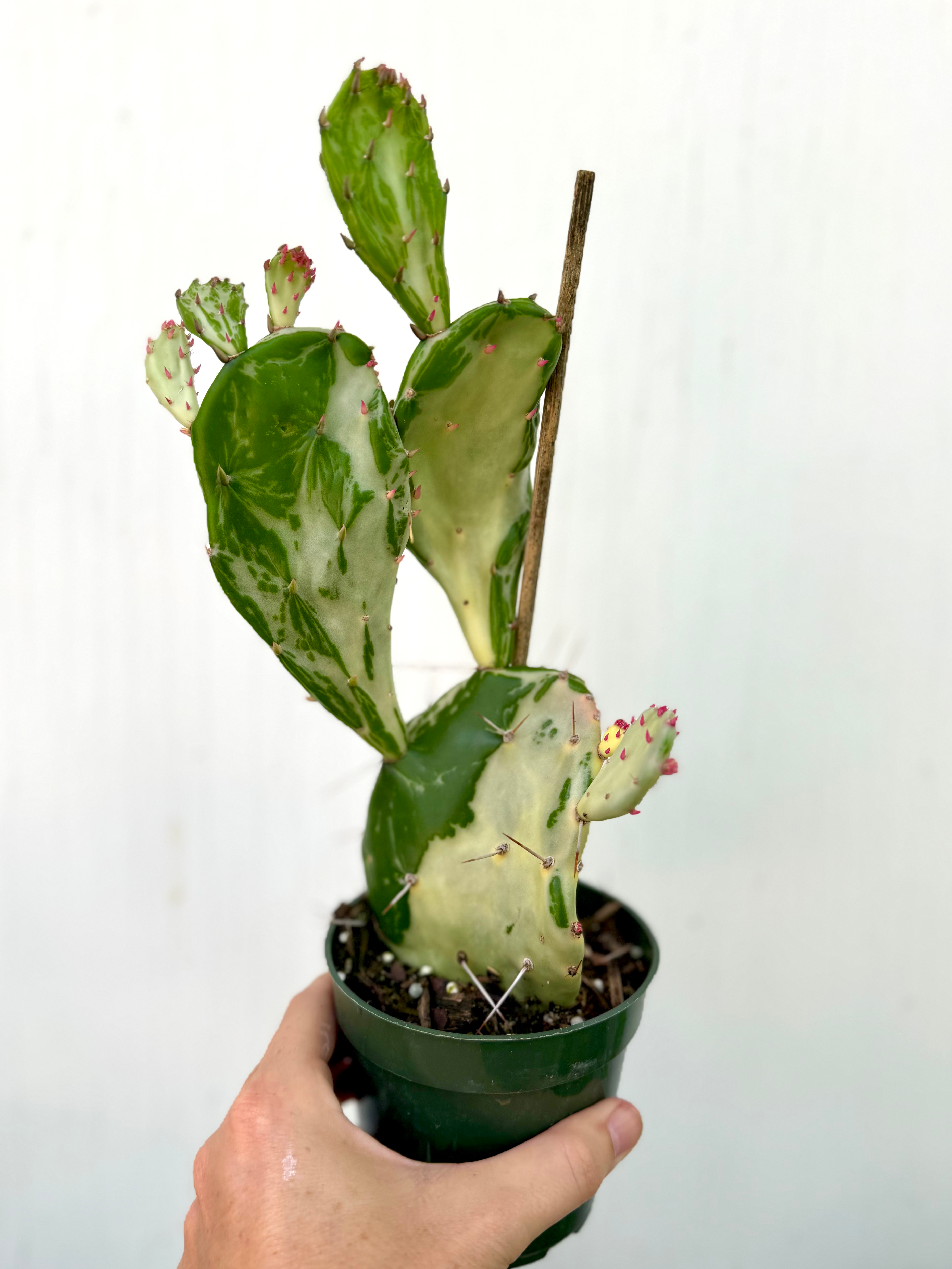 Variegated Opuntia - 4in