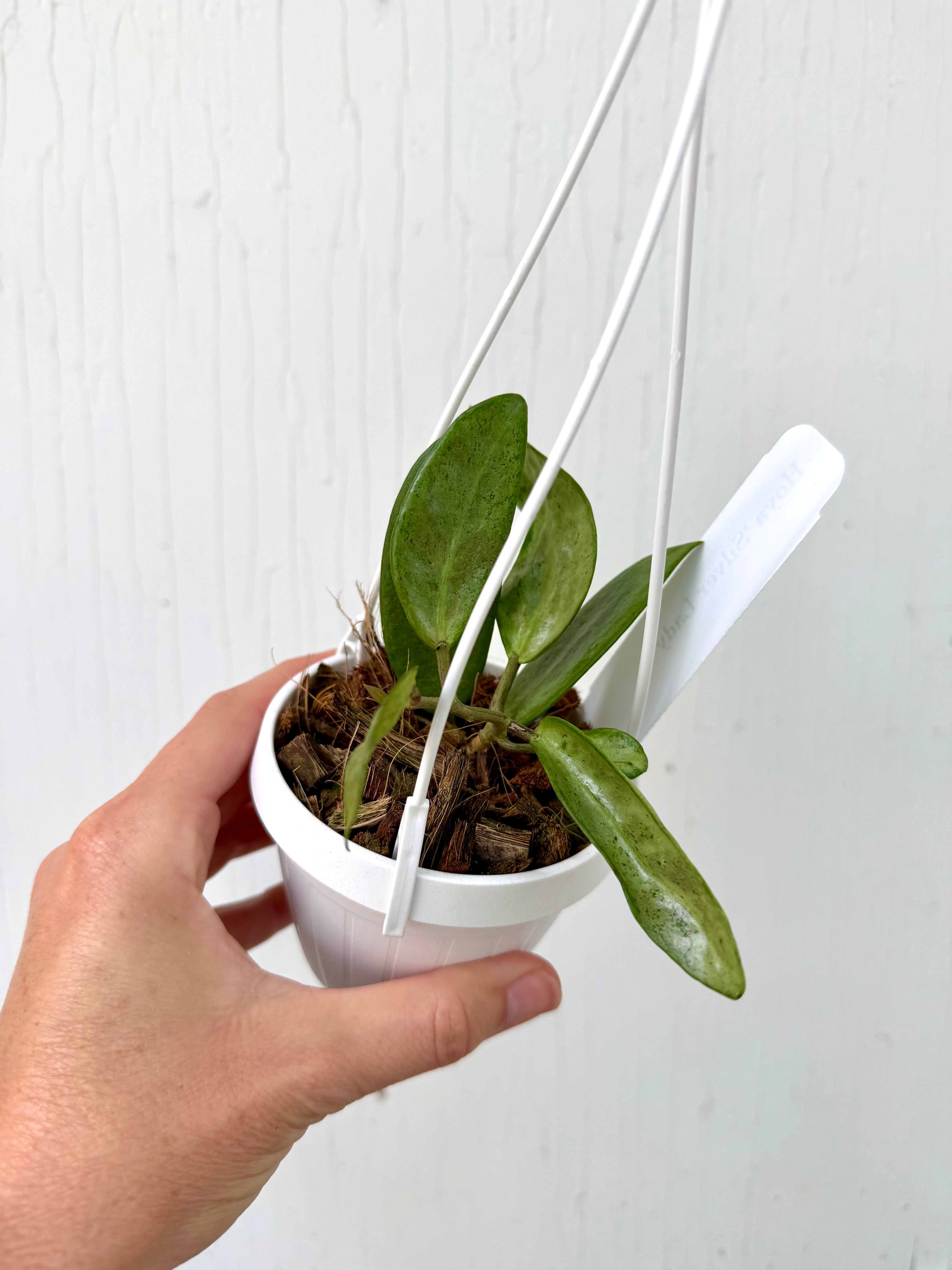 Hoya Silver Lady - 3in