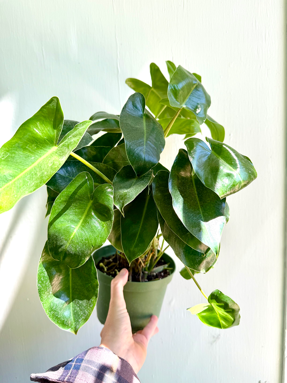 Thumbnail: Philodendron Burle Marx - 6in