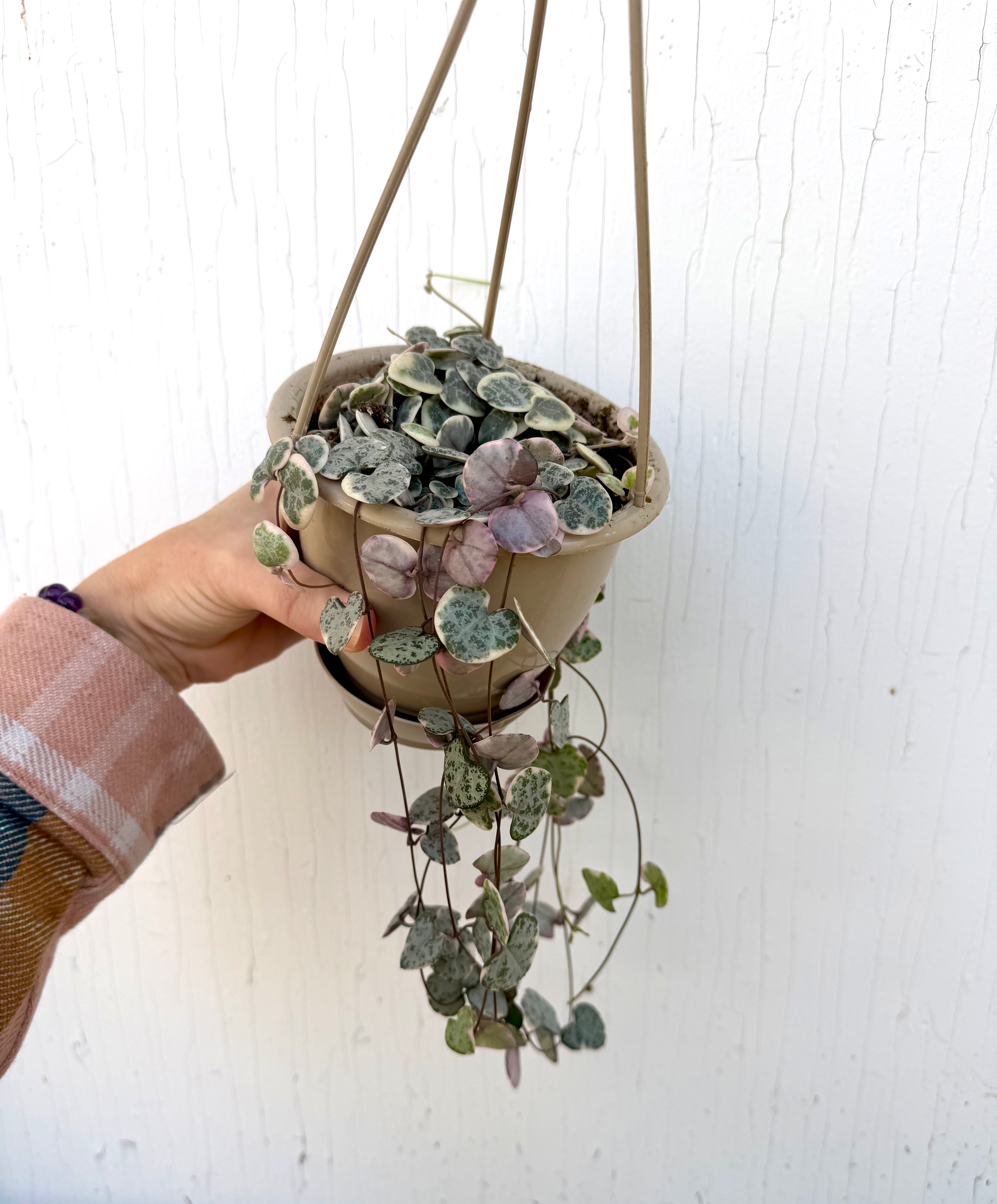 Variegated String of Hearts 4in