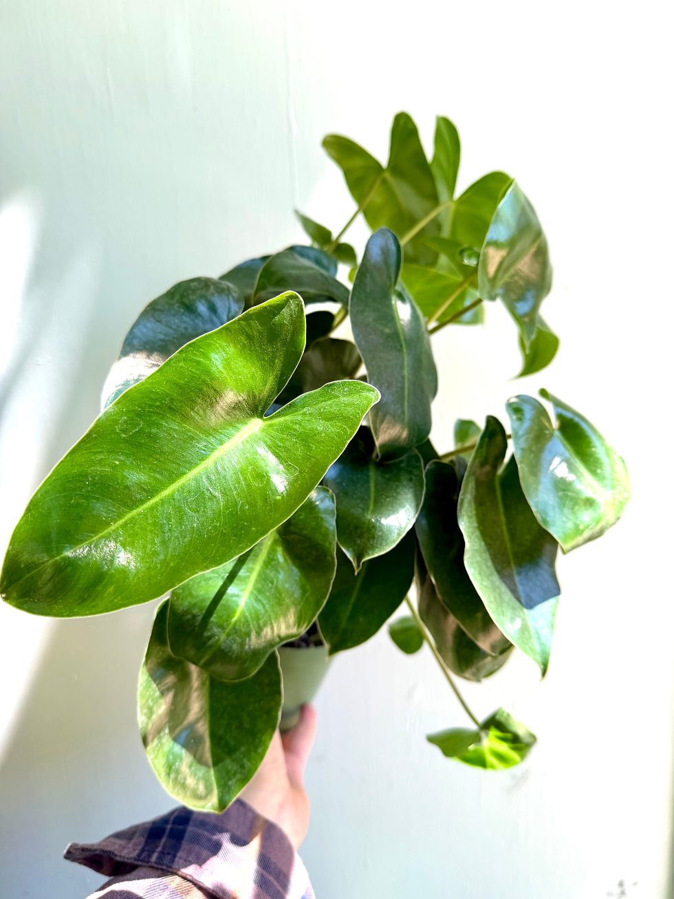Thumbnail: Philodendron Burle Marx - 6in