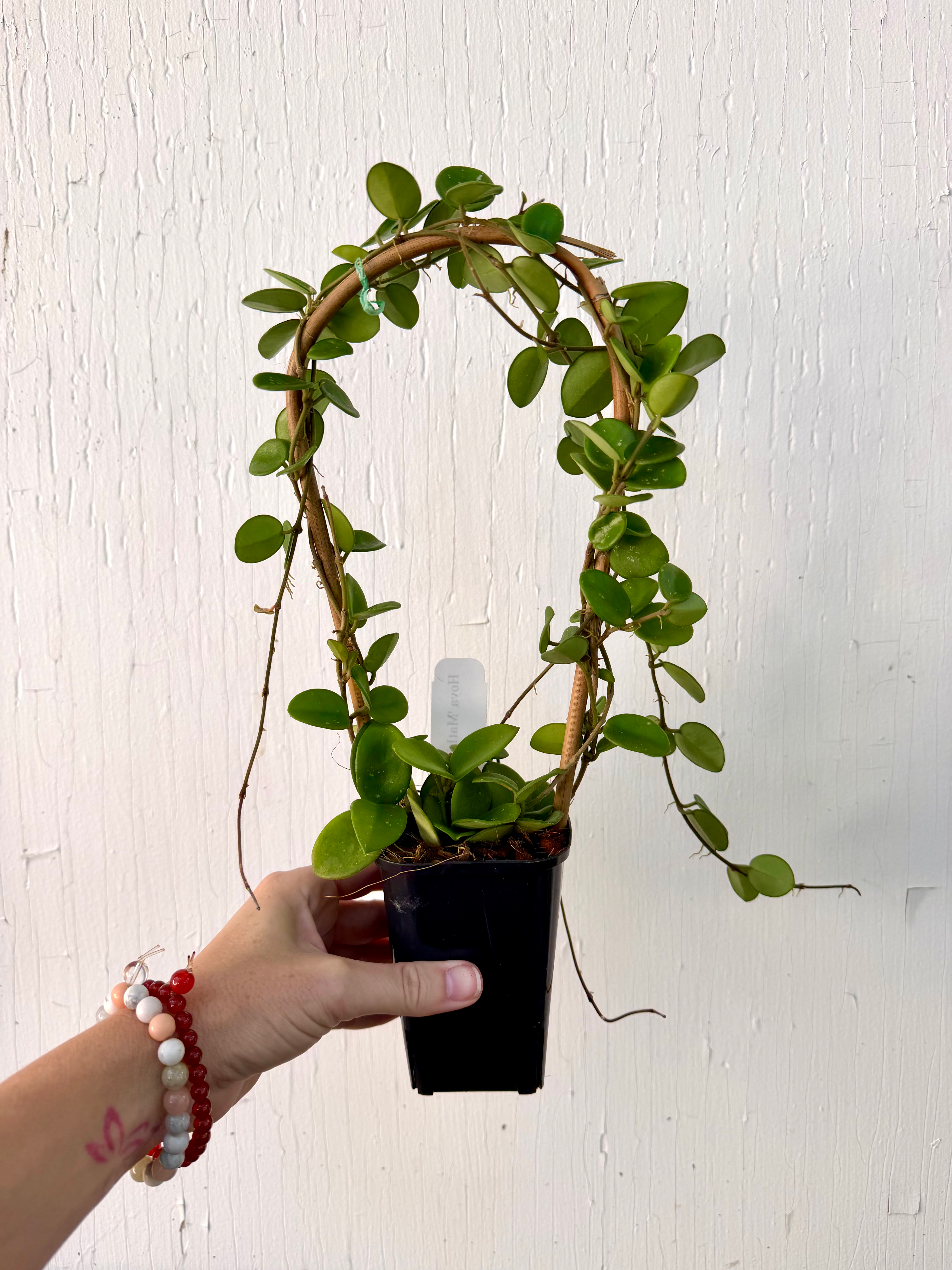 Hoya Mathilde Trellis - 3.5 inch