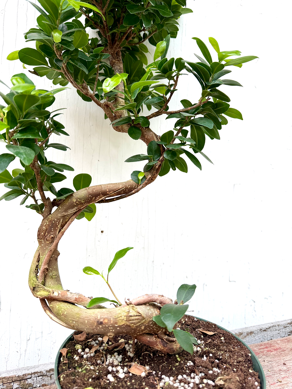 Thumbnail: Ficus Gensing Bonsai - 8in