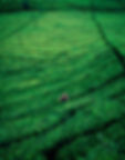 tea gardens in Taiwan
