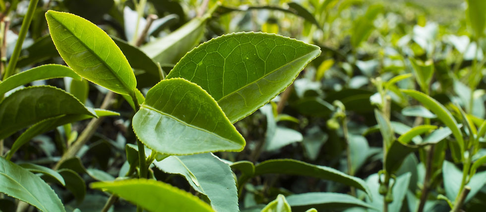 This is bush of cultivar Jin Xian, a famous tea cultivar originated in Taiwan. Close-up of bright green leaves on tea plants in a lush garden. The background is filled with more tea plants, creating a serene mood.