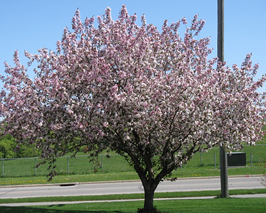 pinktree_edited.png