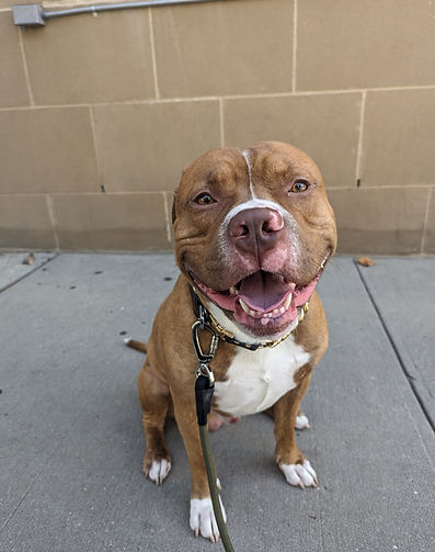 Happy Boy
