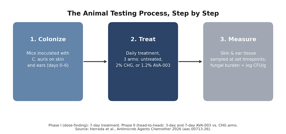 AvantGuard Animal Testing Process - C auris vs Chlorhexidine