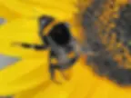 Bee in a Flower