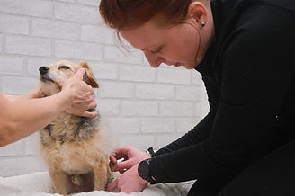 Acupuncture for Pups
