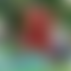 Der Cup-Traum lebt weiter