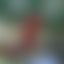 Viel Glück und viel Pech für Solothurn