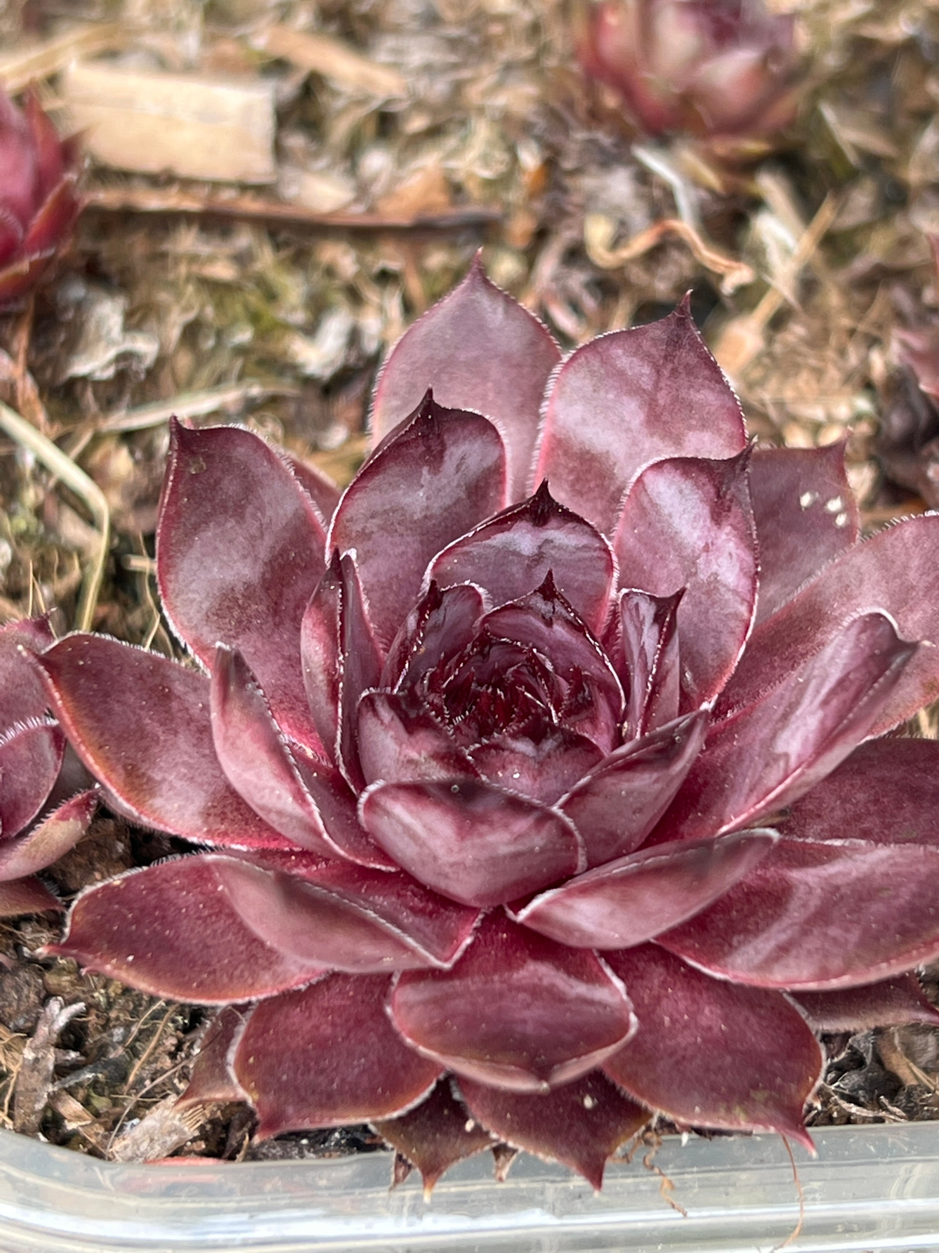 Sempervivum ‘Virgil’