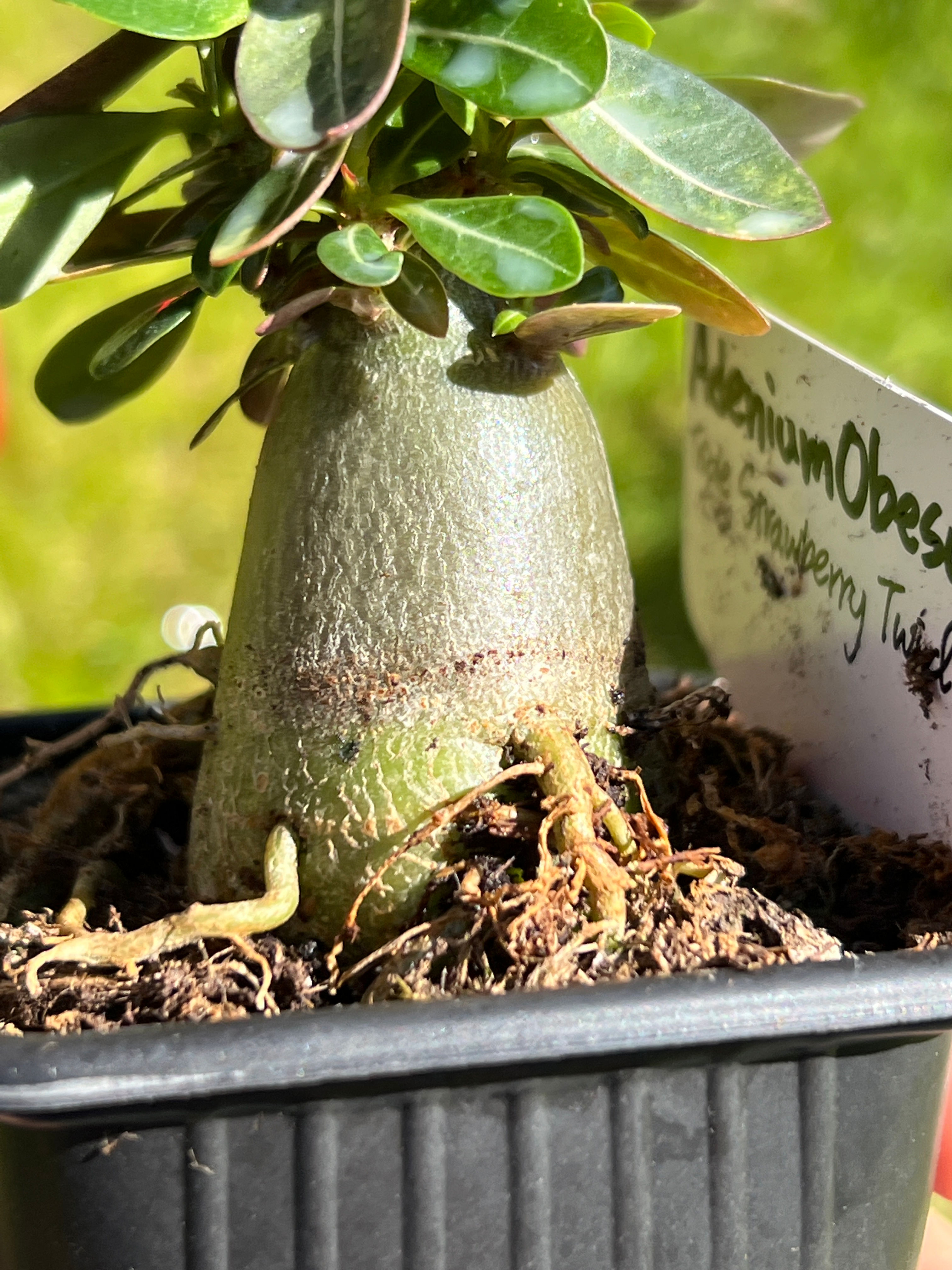 Adenium Obesum ‘Love affairs of Star’ 15 to 20 cm seedlings
