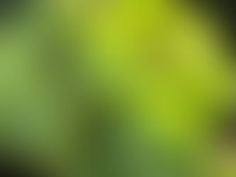 Too dark winter for my plants!!!