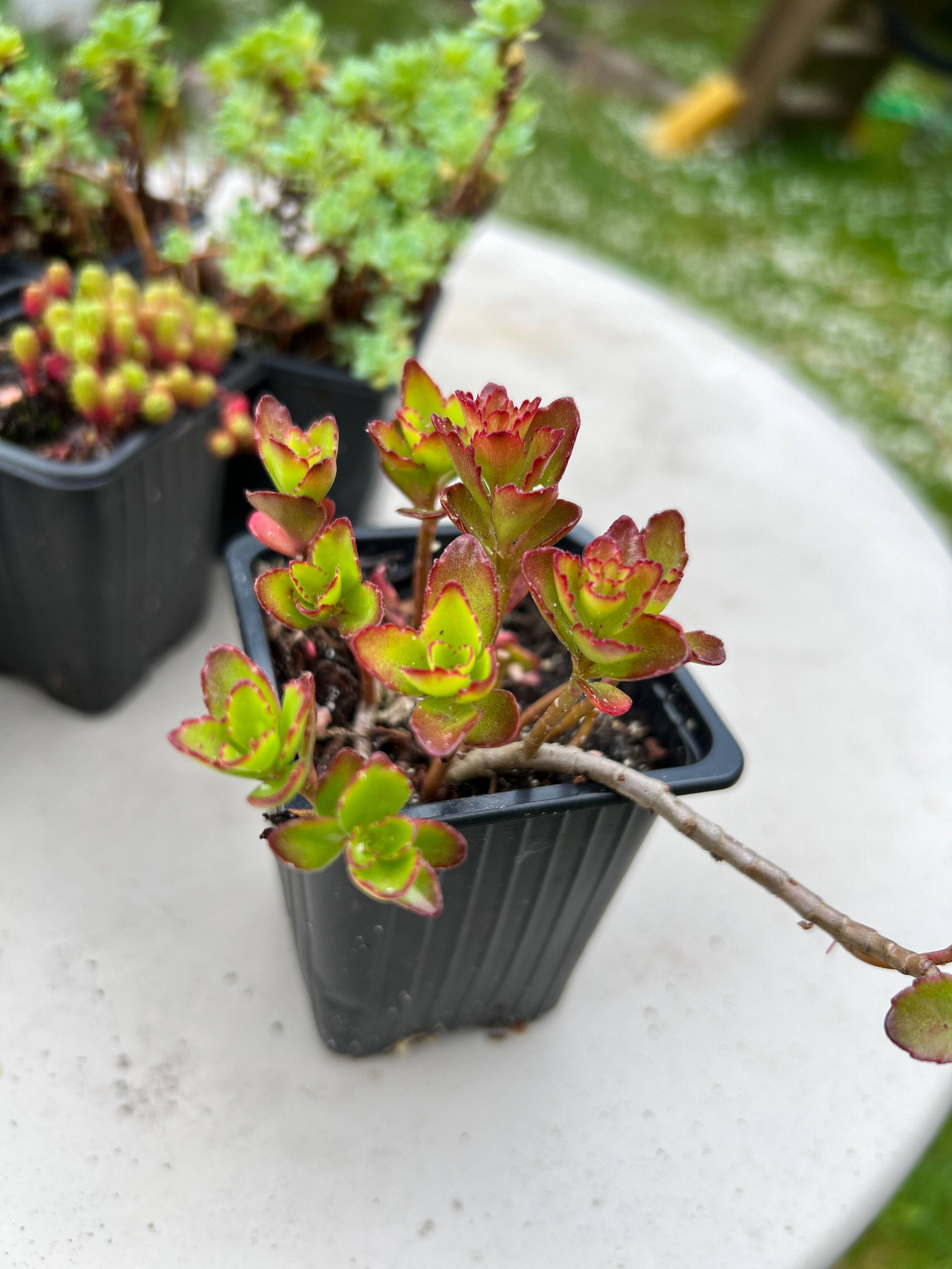 Sedum spurium 'Spot on Deep Rose' / 6.5 cm pot