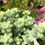 Thumbnail: Sedum Burrito 3x cuttings