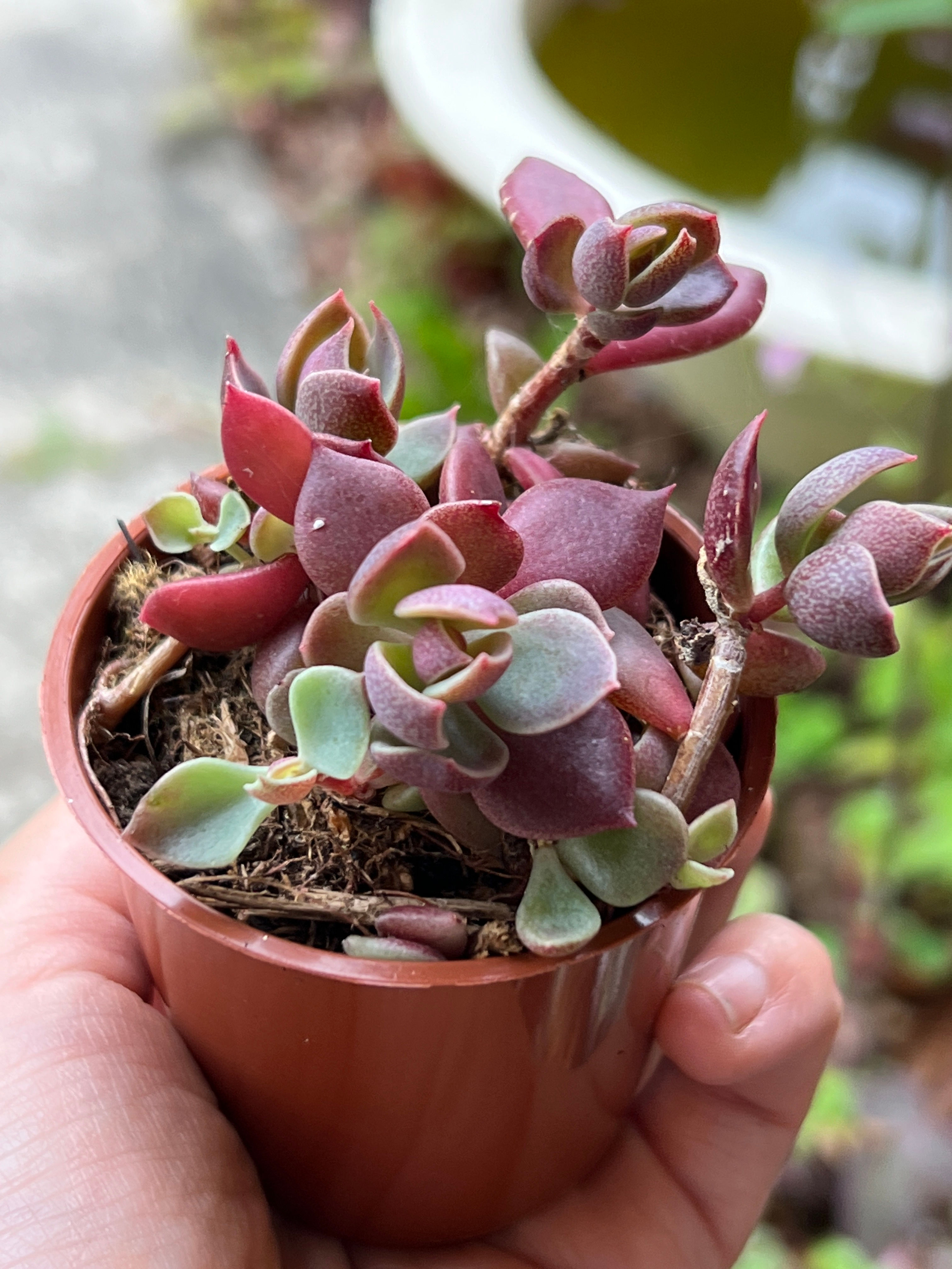 Sinocrassula Indica 10x leaves
