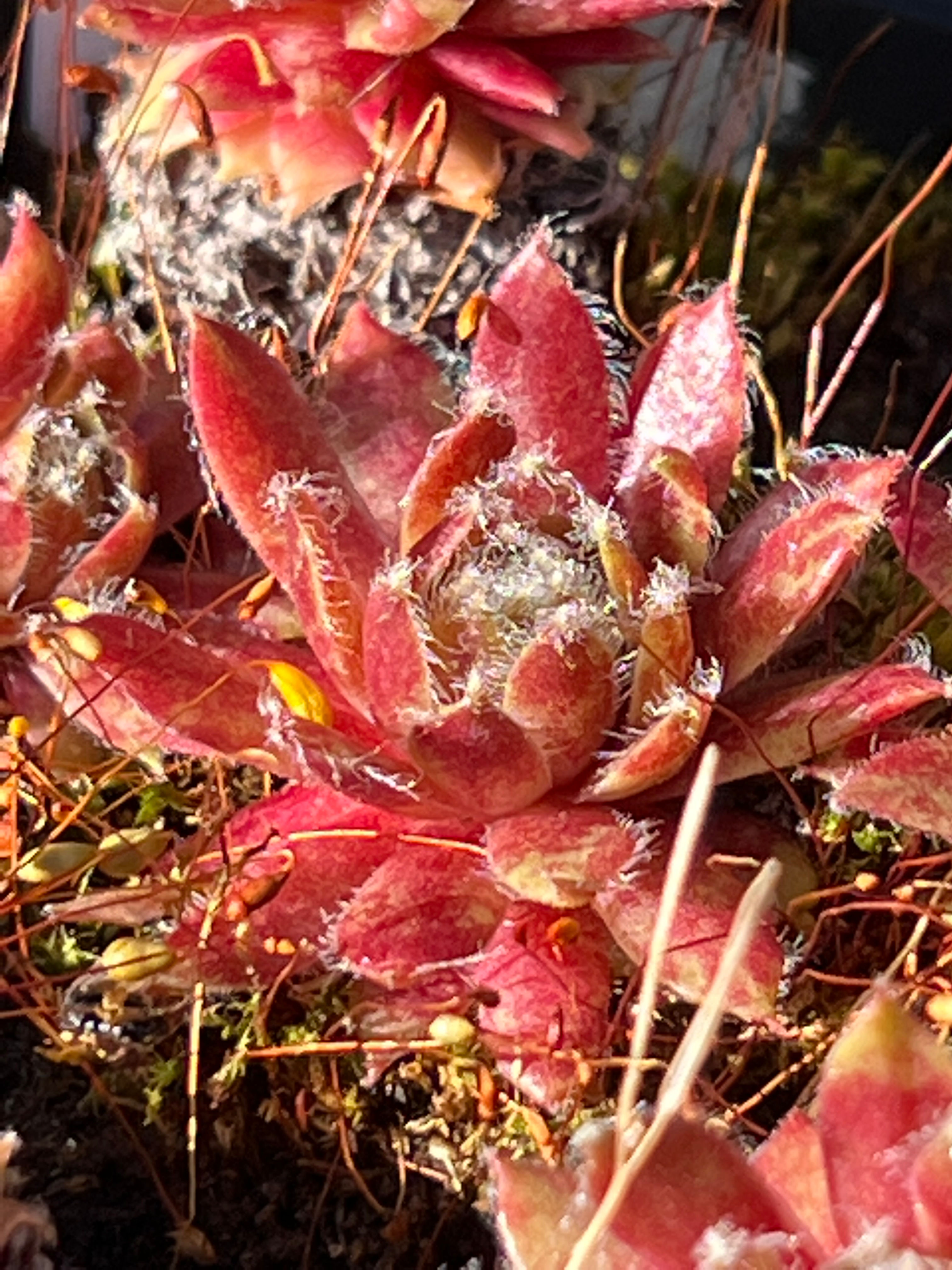 Sempervivum arachinoideum ‘Rubin’