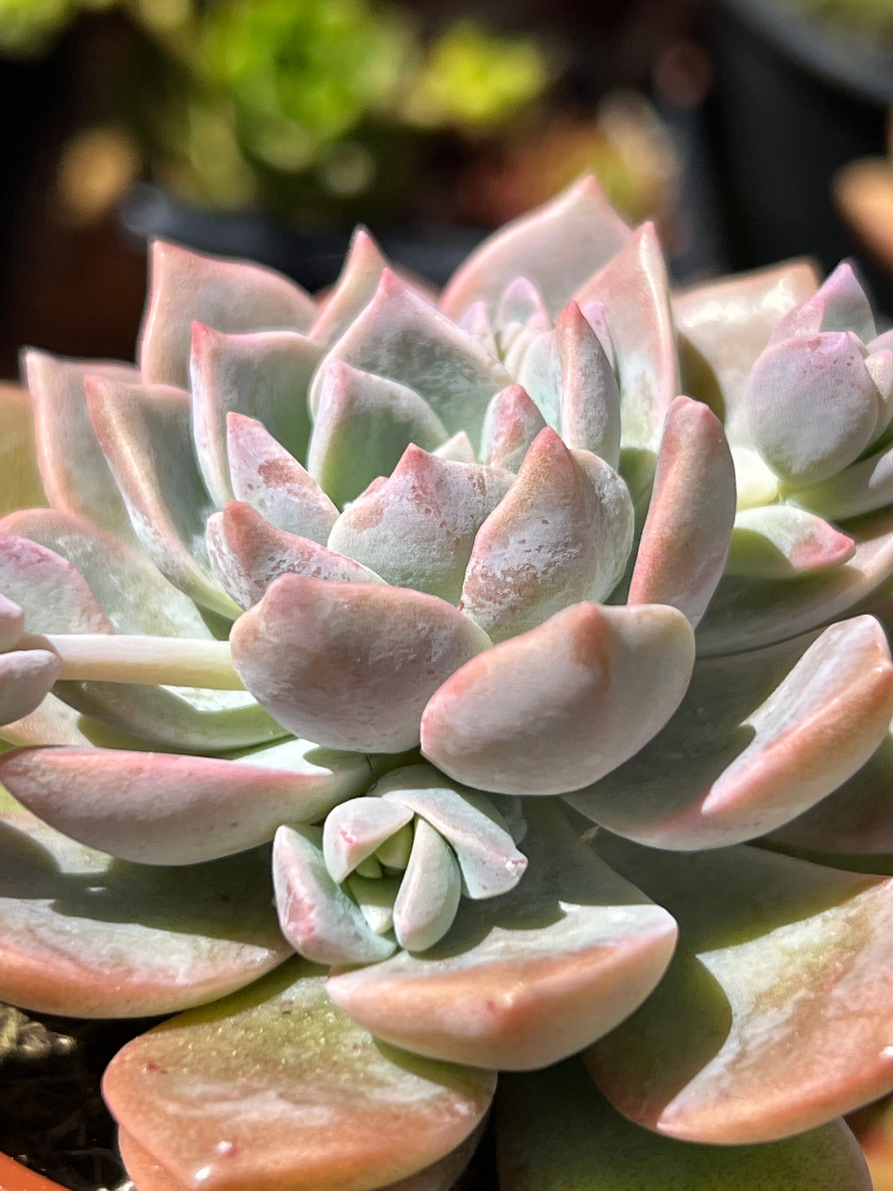 Graptoveria ‘Milky way’
