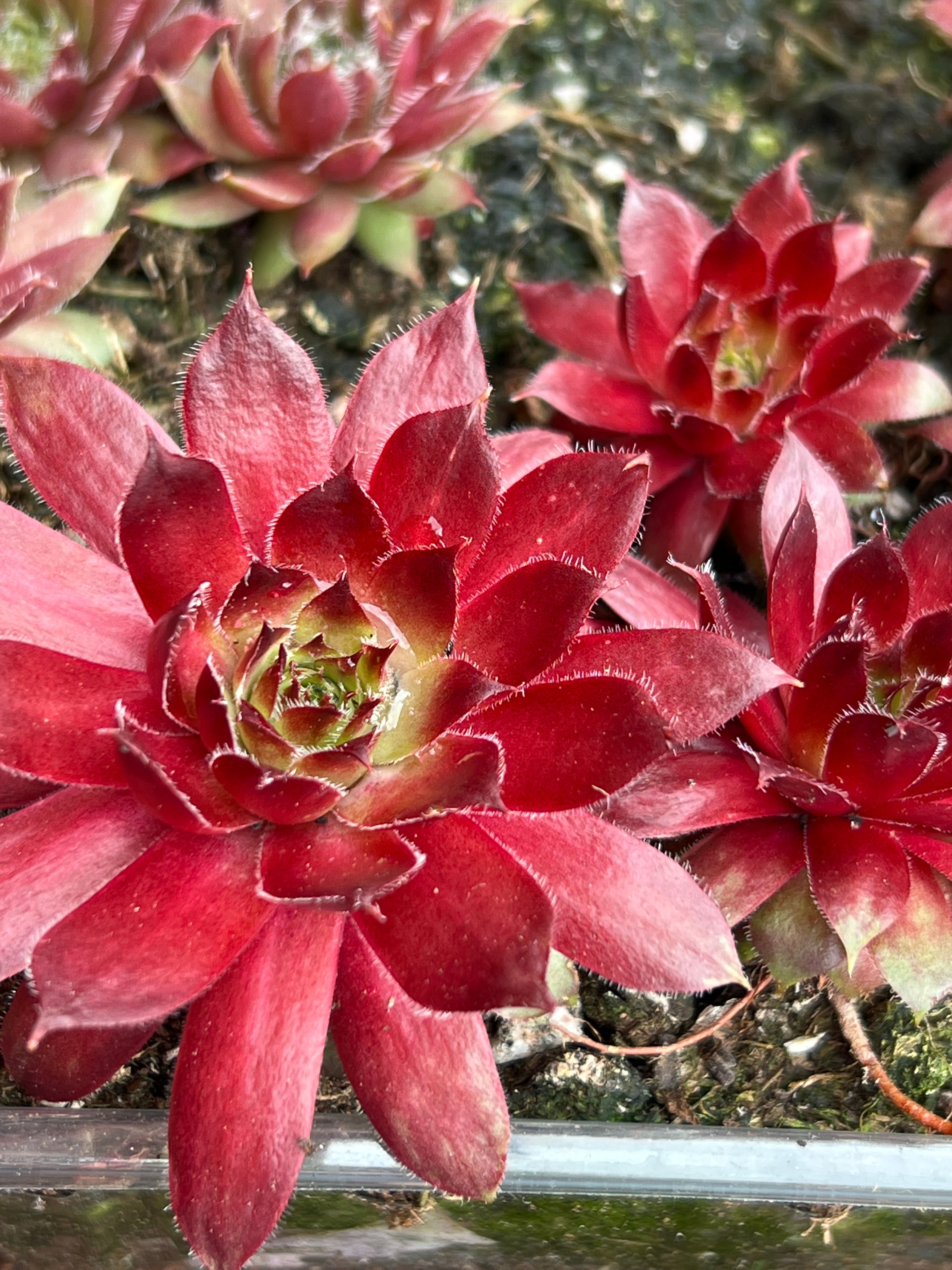 Sempervivum ‘Rubin’
