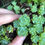 Thumbnail: Sedum pachyclados 'White Diamond' 3x cuttuings