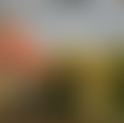 Verwitterte Scheune im sanften Licht eines Herbstmorgens, Tautropfen auf dem Gras und ein Hauch von Vergangenheit in der Luft.